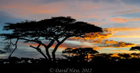 Umbrella Acacia Tree at Sunrise in Ndutu