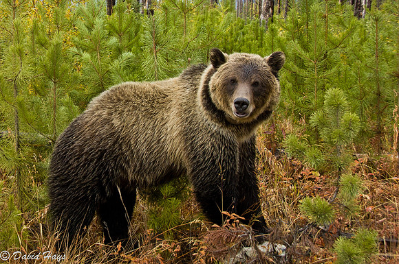 Grizzly
