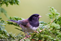 Junco