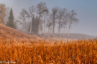 Grass & Aspen in remnants of fog