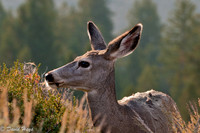 Deer at sunrise
