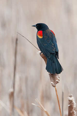 Red-Winged Backbird