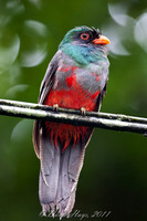 Masked Trogon