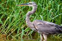 Tricolored Heron