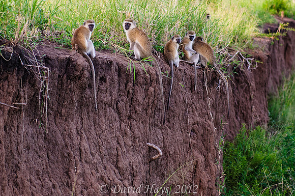 Troop of Vervet Monkeys
