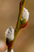 Pussy Willow dampened by rain
