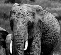 Female Elephant