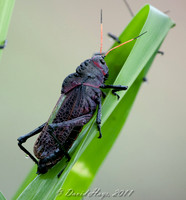 Giant Cricket