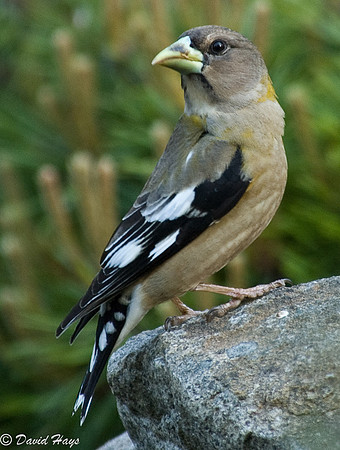 Evening Grossbeak